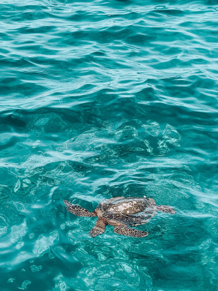 A Conscious Reason to Ditch Plastic